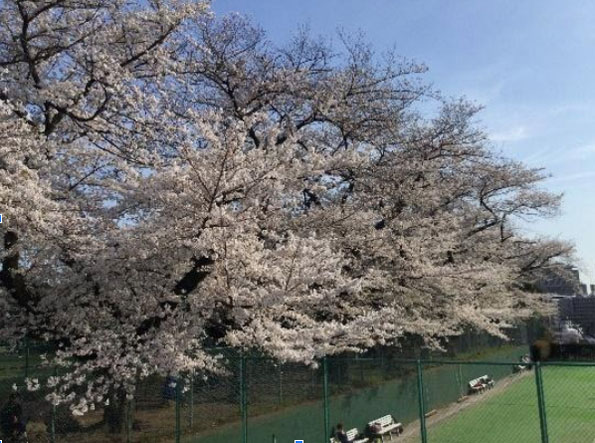 目白台運動公園