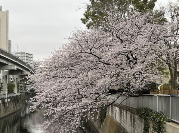 神田川沿い江戸川橋公園の桜並木