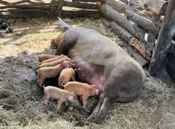 生まれたばかりの子豚＠木下ファーム 