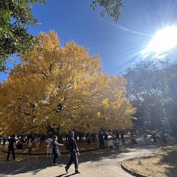 11月は手放しながら拾い上げることを繰り返した月でした
